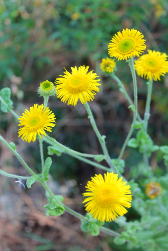 Campi Flegrei - Pulicaria dysenterica